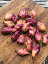 Load image into Gallery viewer, Taj Mahal Pink/Peach (Pepper Seeds)
