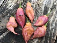 Load image into Gallery viewer, Taj Mahal Pink/Peach (Pepper Seeds)