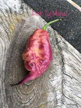 Load image into Gallery viewer, Taj Mahal Pink/Peach (Pepper Seeds)