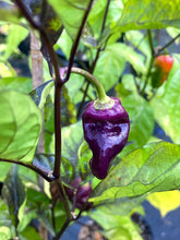 Load image into Gallery viewer, VR Horizon (Pepper Seeds)