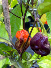 Load image into Gallery viewer, VR Horizon (Pepper Seeds)