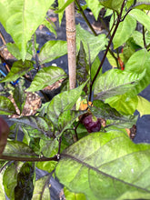 Load image into Gallery viewer, VR Horizon (Pepper Seeds)