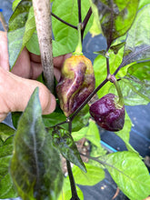 Load image into Gallery viewer, VR Horizon (Pepper Seeds)