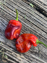 Load image into Gallery viewer, VR Horizon (Pepper Seeds)