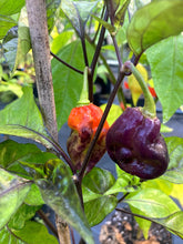 Load image into Gallery viewer, VR Horizon (Pepper Seeds)