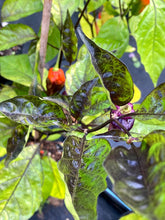 Load image into Gallery viewer, VR Horizon (Pepper Seeds)