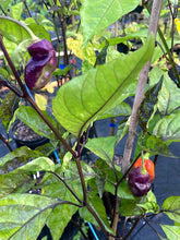 Load image into Gallery viewer, VR Horizon (Pepper Seeds)