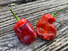 Load image into Gallery viewer, VR Horizon (Pepper Seeds)