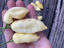 Load image into Gallery viewer, White Ghost Scorpion (Jays/T-E) (Pepper Seeds)