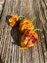 Load image into Gallery viewer, Wicked Horizon (Limited)(Pepper Seeds)