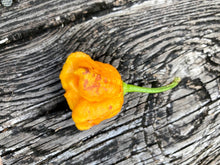 Load image into Gallery viewer, Wicked Horizon (Limited)(Pepper Seeds)