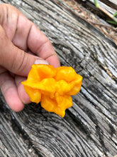 Load image into Gallery viewer, Wicked Horizon (Limited)(Pepper Seeds)