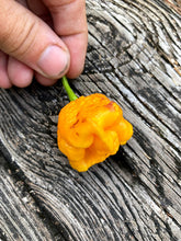 Load image into Gallery viewer, Wicked Horizon (Limited)(Pepper Seeds)