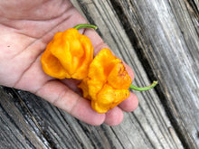 Load image into Gallery viewer, Wicked Horizon (Limited)(Pepper Seeds)