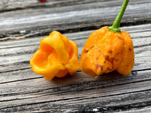 Load image into Gallery viewer, Wicked Horizon (Limited)(Pepper Seeds)