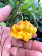 Load image into Gallery viewer, Wicked Horizon (Limited)(Pepper Seeds)