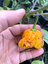 Load image into Gallery viewer, Wicked Horizon (Limited)(Pepper Seeds)