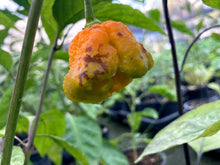 Load image into Gallery viewer, Wicked Horizon (Limited)(Pepper Seeds)