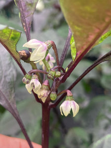 Pink Wendigo (T-E) (Pepper Seeds)