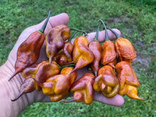 Load image into Gallery viewer, Taj Mahal Mustard (Pepper Seeds)