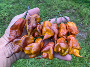 Taj Mahal Mustard (Pepper Seeds)