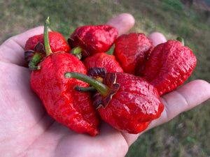 MedullaGum (Pepper Seeds)