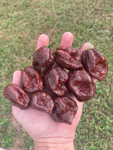 Load image into Gallery viewer, 7 Pot Douglah Chocolate (Pepper Seeds)