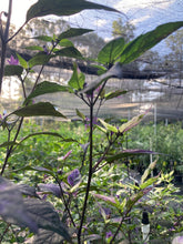 Load image into Gallery viewer, Red Trixster XD (Pepper Seeds)