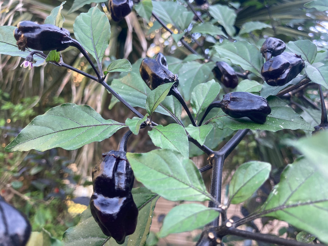 PurpleGum Black Cream (Pepper Seeds)