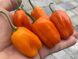 Tiger Anaheim (T-E Mix) (Pepper Seeds)