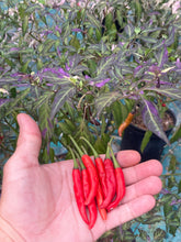 Load image into Gallery viewer, Lost Boys (T-E) (Pepper Seeds)