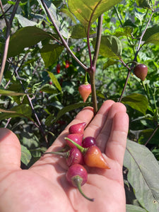 Chuparita (Mix)(T-E) (Pepper Seeds)