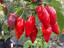 Load image into Gallery viewer, Red Wendigo (T-E) (Pepper Seeds)