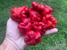 Load image into Gallery viewer, Scotch Bonnet (Red Foodorama) (Pepper Seeds)