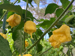 “Creamo” BOC X Primo (Cream) Pepper Seeds