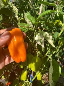 Puriraheim (T-E) (Pepper Seeds)