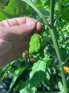 Fujiwhara (Pepper Seeds)