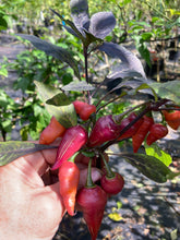 Load image into Gallery viewer, Pink Wendigo (T-E) (Pepper Seeds)