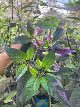 Load image into Gallery viewer, Red Trixster XD (Pepper Seeds)