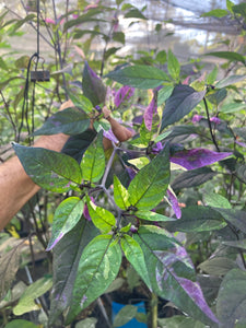 Red Trixster XD (Pepper Seeds)