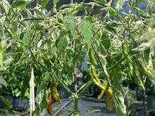 Load image into Gallery viewer, Tiger Thunder (Pepper Seeds)