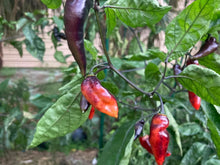 Load image into Gallery viewer, PJ Red OG (Pepper Seeds)