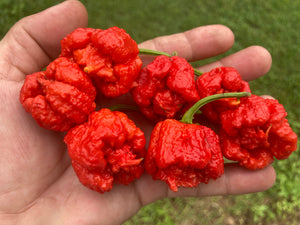 Carolina Reaper Red (Pepper Seeds)