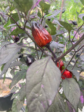 Load image into Gallery viewer, Bryan’s Vulcan Blood (Pepper Seeds)