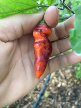 Load image into Gallery viewer, PJ Red OG (Pepper Seeds)