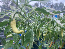 Load image into Gallery viewer, Tiger Thunder (Pepper Seeds)