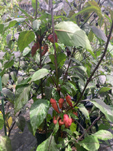 Load image into Gallery viewer, Pink Wendigo (T-E) (Pepper Seeds)