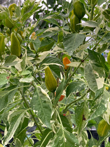 Orange Fish (Pepper Seeds)