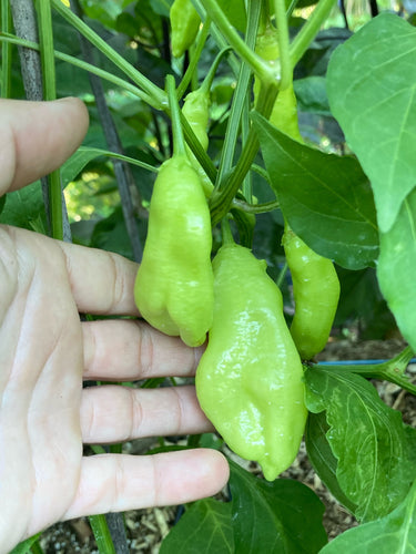 Conquistador (Pepper Seeds)