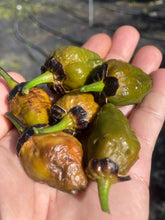 Load image into Gallery viewer, MonsterGum Leopard (Mustard)(Pepper Seeds)